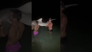 Two people lift and release shark in St Petersburg Florida [upl. by Deane211]