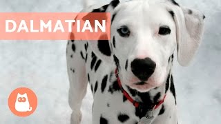 All About the DALMATIAN  Traits and Training [upl. by Anyk]