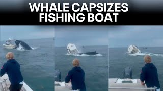 Whale capsizes boat off coast of New Hampshire [upl. by Shaylynn]