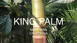 KING PALM  ARCHONTOPHOENIX CUNNINGHAMIANA Hardy in Northern California [upl. by Nnaylloh]