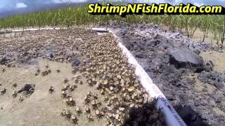 How To Catch Fiddler crabs The Fiddler Crab Roundup Part 1 of 2 [upl. by Annaeiluj]