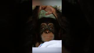 Monkey has human emotions movie shorts video [upl. by Ocsinarf]