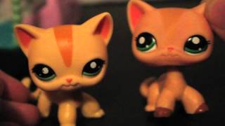 REAL VS FAKE how to tell LPS Rare Short Hair Cats 1962 1905 855 Counterfeit Vs Real [upl. by Randa]