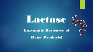 Lactase Enzyme [upl. by Goldin]