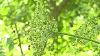 How to spot a giant hogweed lookalike [upl. by Sirrep155]