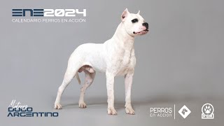 quotPerros en acciónquot Calendario 2024  Orígenes [upl. by Erdnassac851]