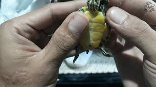 Rare Turtle Unboxing  Red Belly Nelsoni [upl. by February]