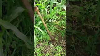 Agriculture Working shorts youtubeshorts agriculture farming [upl. by Tome]