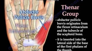 Muscles Of The Hand Thenar amp Hypothenar Groups  Everything You Need To Know  Dr Nabil Ebraheim [upl. by Josy]