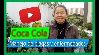 Cómo preparar un insecticida casero para plantas con Coca Cola te SORPRENDERÁS 🧐🧐 [upl. by Sualkcin129]