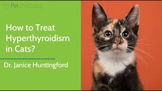 Dr Jan Recommends the Best Natural Treatment for Hyperthyroidism in Cats [upl. by Allets]