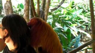 Red Faced Monkey Picking Stuff out of my Hair [upl. by Renrut566]