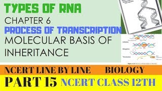 PART15TYPES OF RNA AND PROCESS OF TRANSCRIPTIONCHAPTER 6 NCERT CLASS 12TH BIOLOGY [upl. by Pattison]