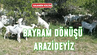 SAANEN SÜT KEÇİSİ  SÜT ÜRETİMİ  KEÇİ BAKIMI NE ZAMAN BAŞLAR [upl. by Grubman]