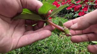 How To Propagate Impatiens BriansGarden [upl. by Oralie]