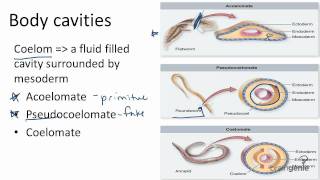 1326 Body Cavities  Acoelomates Pseudocoelomates and [upl. by Malvia981]