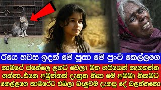 පූස් පැටියා කෑගගහා කියලා තියෙන දේ බලන්නකො [upl. by Uyerta]