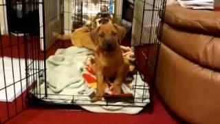 CRATE TRAINING THE PUPPY NIA A 9 WEEK OLD RHODESIAN RIDGEBACK [upl. by Onairelav967]