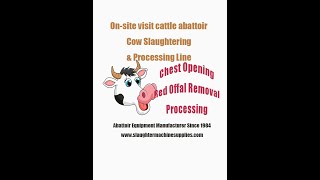 Chest opening viscera removal processing  cattle abattoir slaughter line modern cow slaughterhouse [upl. by Mandie]