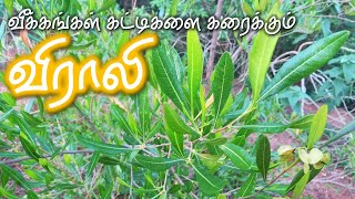 வீக்கங்கள் கட்டிகளை கரைக்கும் விராலி  Virali  Hopbush  Dodonaea viscosa [upl. by Ardnaik]