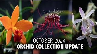 quotWhats in Bloomquot Orchid Collection Update  October 2024  End of Fall  EXPLOSION OF ORCHID BLOOMS [upl. by Hadden]