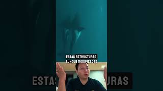 Las ballenas tienen manos ciencia sabias curiosidades [upl. by Herta]