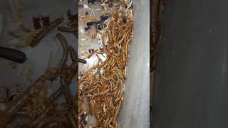 Mealworm mealwormfarming birdfeed birdfood food Mealwormfarming007 MealwormHUB prograss [upl. by Yhprum]