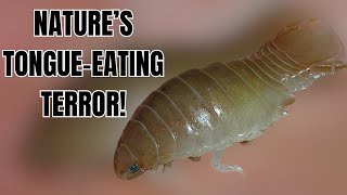 The Bizarre Tongue Eating Louse [upl. by Aldarcie]