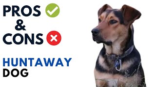 Huntaway Dog Pros and Cons  Huntaway Dog Advantages and Disadvantages [upl. by Lorollas]