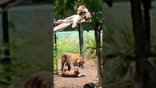 tiger attack tiger tigerattack attack lion zoo roar 2024 zoo indoreattractions [upl. by Leitao385]