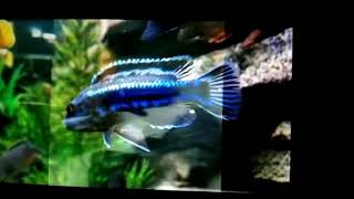 How to care for maingano cichlid [upl. by Eutnoj672]