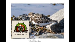 Bird watching Turnstone at Kilnsea East Yorkshire 05 10 2024 [upl. by Yeldar]