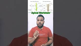 Meristematic Tissues In Plants  Root Apical Meristem  Shoot Apical Meristem ncert biology neet [upl. by Reinald]