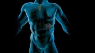 The Lymphatic System Part 1 [upl. by Ahsimik]