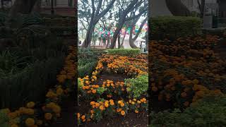 Parque de tlalpan de ciudad de mexico [upl. by Ilohcin]