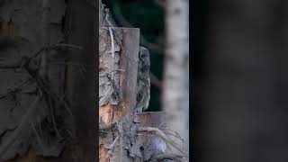 Great gray owl devouring a vole wildlifephotography owlphotography [upl. by Lindi]