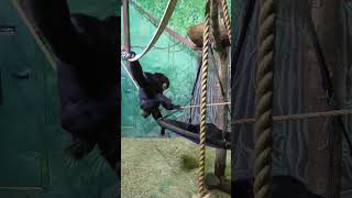 Siamang Ape  Rosamond Gifford Zoo [upl. by Ruenhcs]