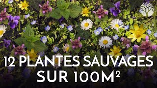 12 plantes sauvages comestibles ou médicinales sur 100m² [upl. by Mandal]