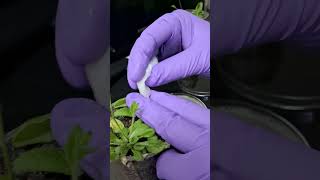 Floral dipping method for Arabidopsis Transformation [upl. by Ahsiekan]