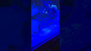 THIS IS MY MARINE TANK PART 5 pleasesubscribe samsungs24ultra aquarium [upl. by Havener883]