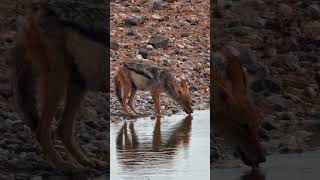 BlackBacked Jackal At Safarihoek wildanimals [upl. by Petta]