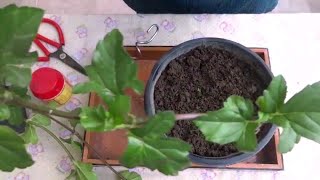 WedeliaCreeping daisy in hanging pots and ground coverCare and propagation [upl. by Oirelav]