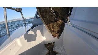 20240406 San Francisco Bay Halibut Fishing [upl. by Eseret920]