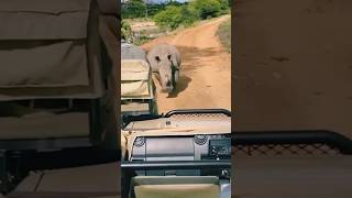 Kruger National park South Africa rhinoceros forest krugernationalpark [upl. by Ycnahc]