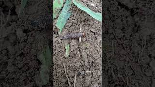 Agrotis ipsilonBlack cutworm [upl. by Cullan]