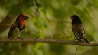 The Call of the Blackcollared Barbet [upl. by Wainwright]