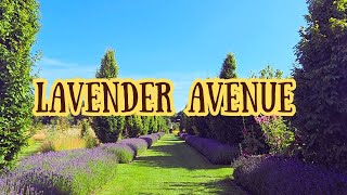 Lavender Avenue [upl. by Kerat]