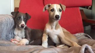 Whippet Puppies [upl. by Opportina979]