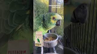 From seed based diet to pellets  25 years old Amazona parrot shorts [upl. by Naenaj]