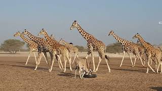 Animals waiting for alfalfa pellets food GIRAFFE 🦒 BEISA ORYX [upl. by Eiruam]